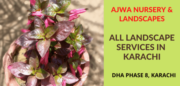 Ajwa Nursery And Landscapes