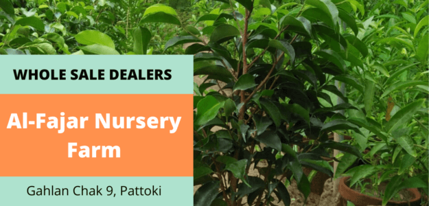 Al Fajar Nursery