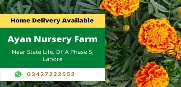 Ayan Nursery Farm & Landscaping